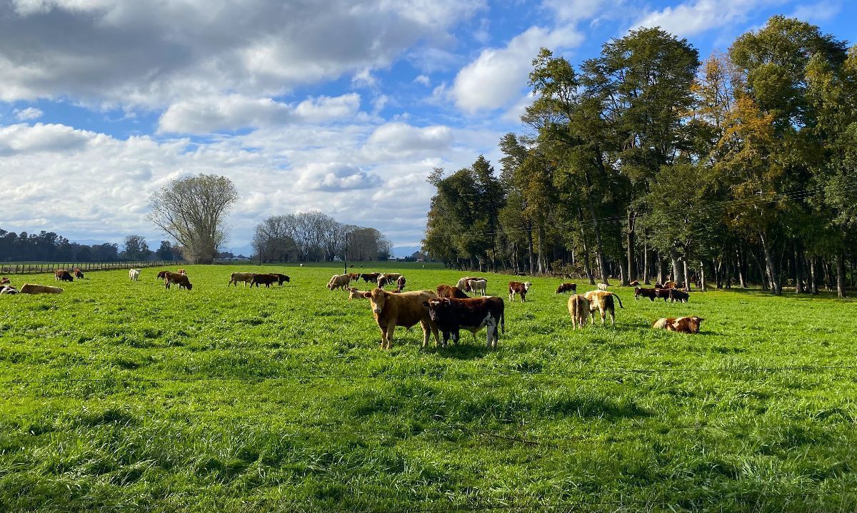 Las prácticas regenerativas que están ayudando al manejo sostenible de las tierras de cultivo para la alimentación