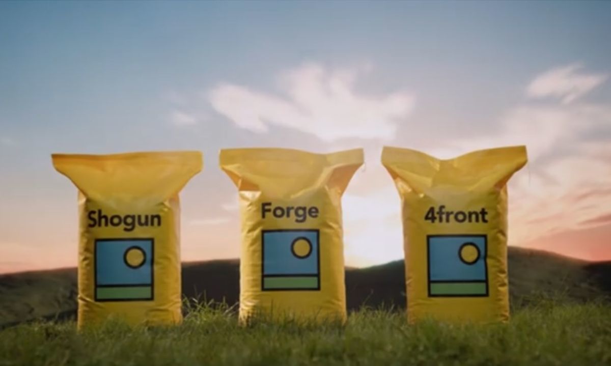 Barenbrug Chile da a conocer las características de la nueva variedad Forge