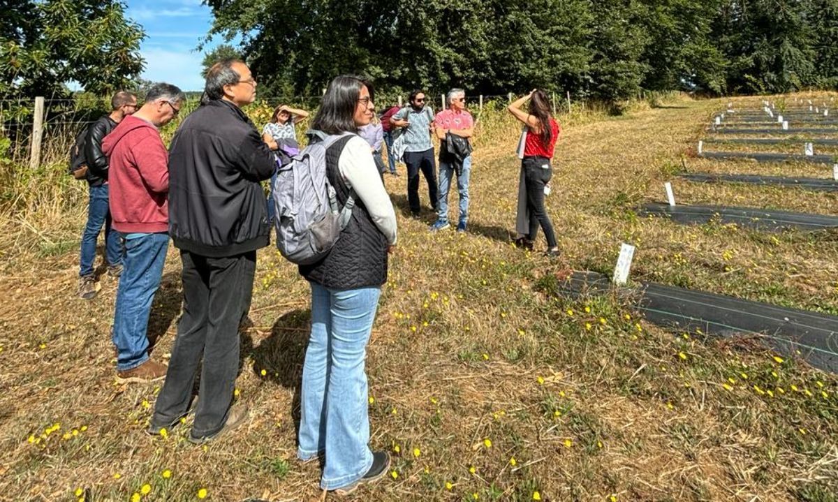 Inician campaña para atraer proyectos innovadores del área silvoagroalimentaria a Máfil