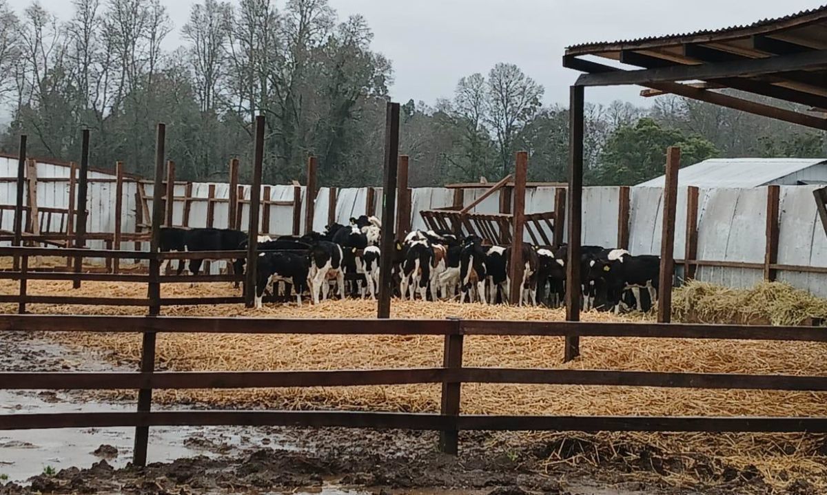 Los Ríos: productores agrícolas lamentan pérdidas por efectos del temporal y preparan planes de contingencia 