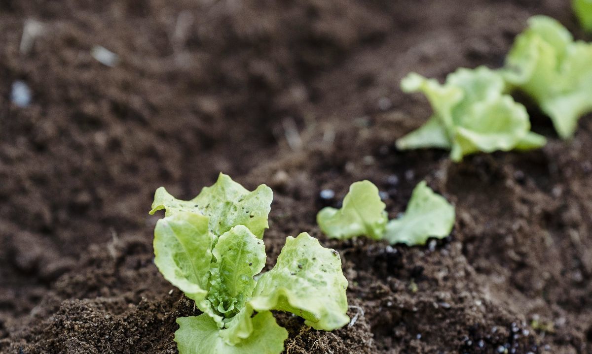 Consejo de Ministros para la Sustentabilidad aprobó Plan Sectorial de Mitigación al Cambio Climático