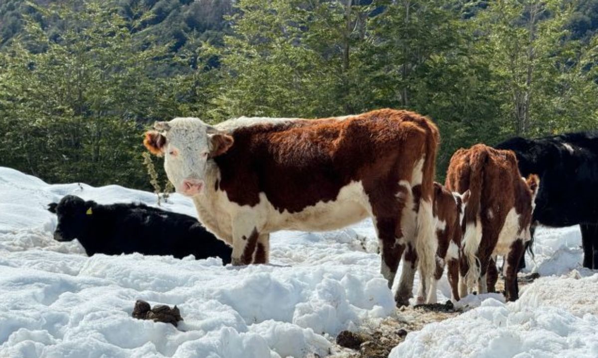 Declaran emergencia agrícola por nevazones en la provincia de Palena y la comuna de Cochamó
