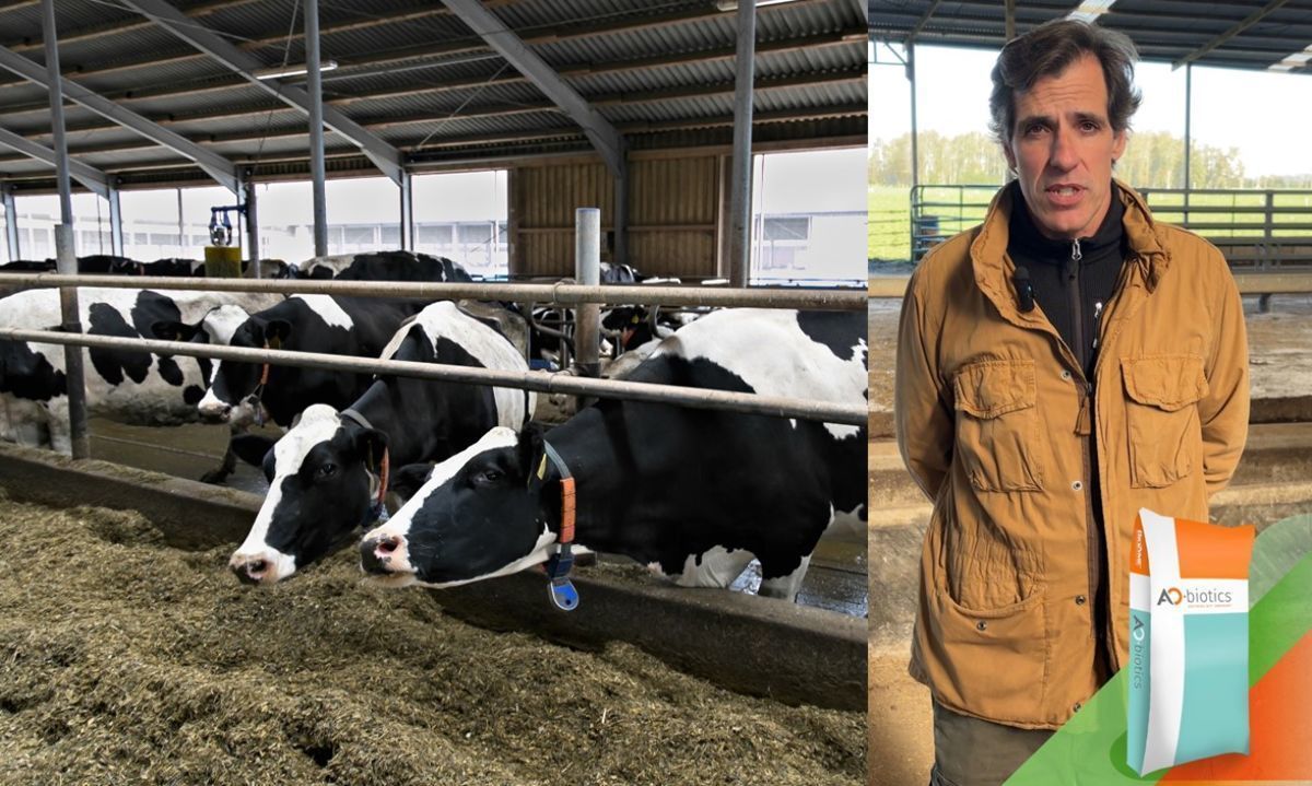 Asesor nutricional de vacas lecheras destaca las ventajas del uso de prebióticos