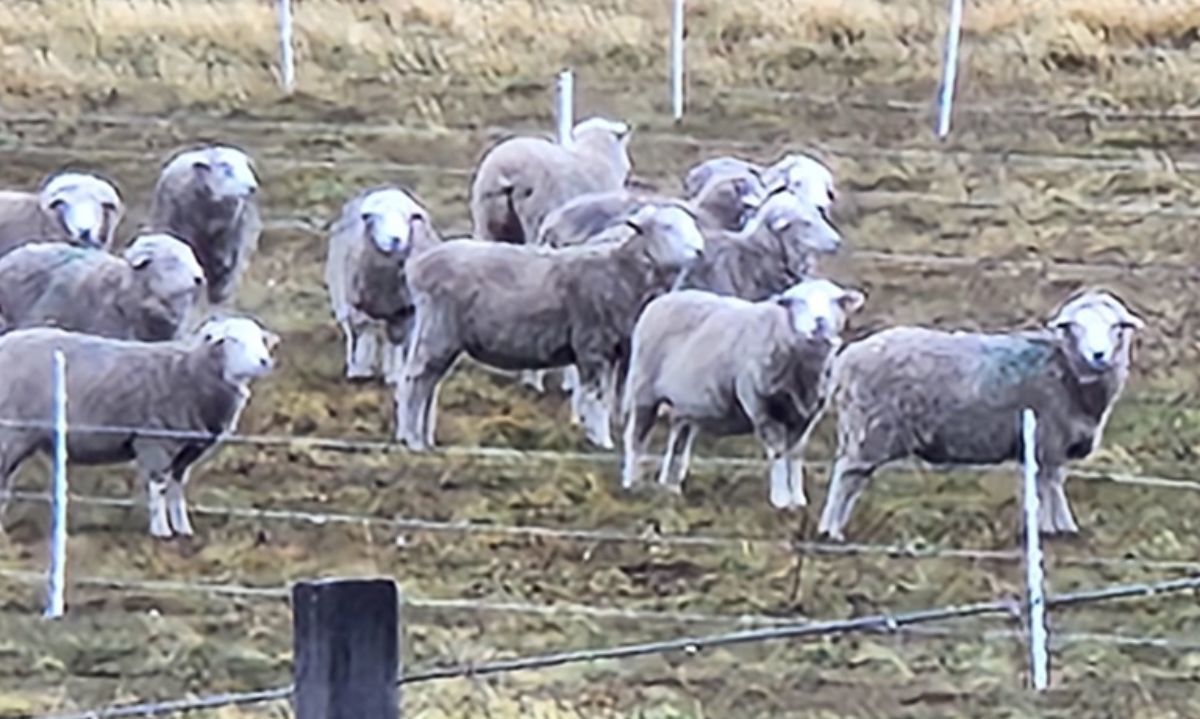 Alimentación basada en algas y probióticos para el ganado podría ayudar a reducir gases de efecto invernadero en Magallanes