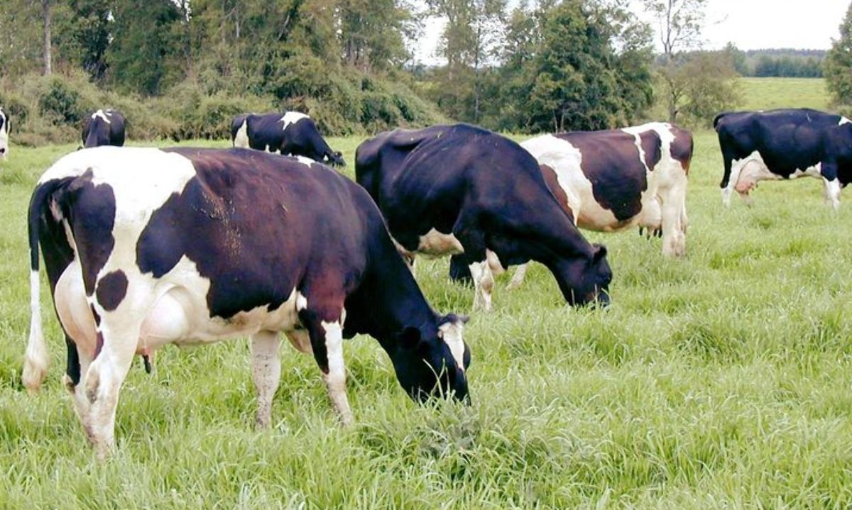 Recepción nacional de leche cruda acumula alza 2,0% al mes de agosto