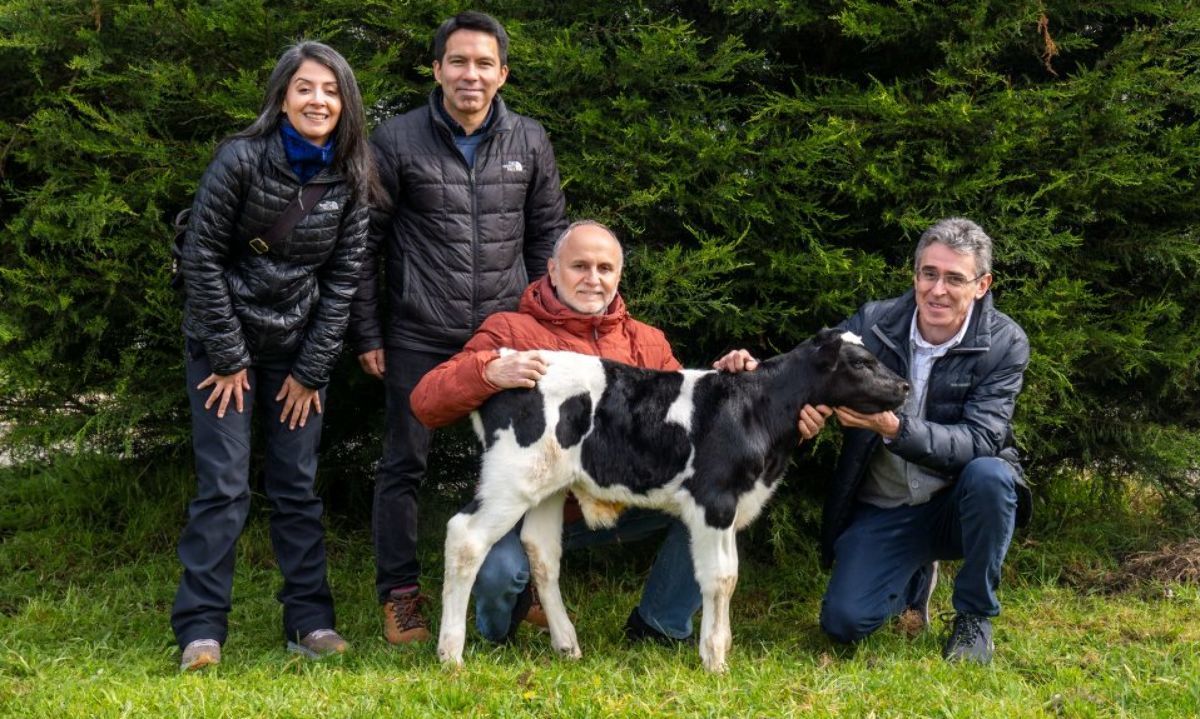 Investigadores UFRO y UCT logran nacimiento de terneras mediante avanzada técnica de reproducción asistida