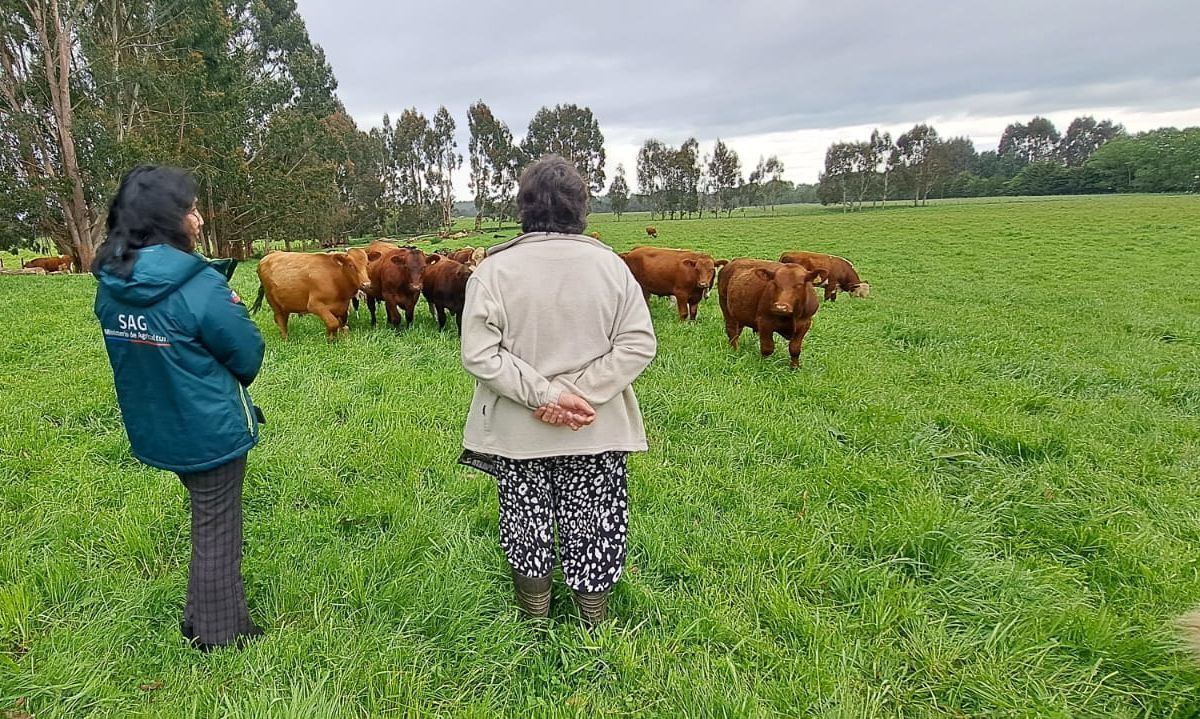 SAG hace positivo balance de la prescripción electrónica
de antibióticos para animales en Chile