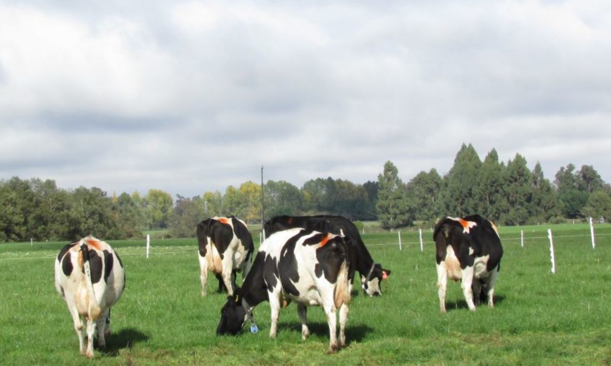 Suplementarán a vacas lecheras con algas de Hawai para disminuir sus emisiones de metano