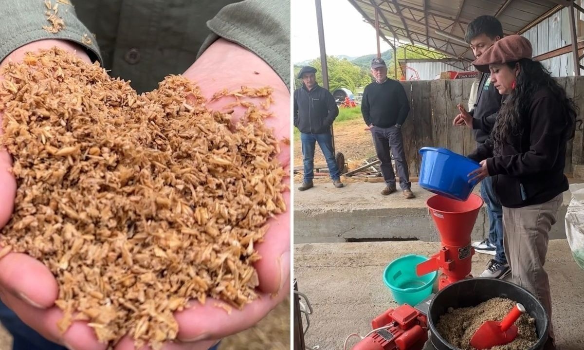 Transforman residuos cerveceros en alimento ganadero sostenible