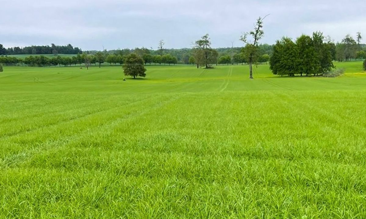 Crecimiento de Praderas Barenbrug 09-12-2024