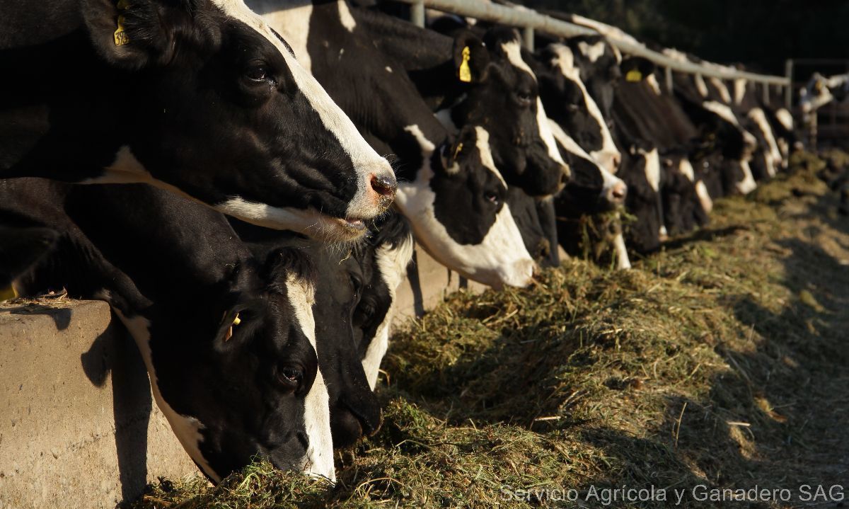 Cerca de 8 mil productores/as de la región de Los Lagos han actualizado información sobre existencia de animales en predios