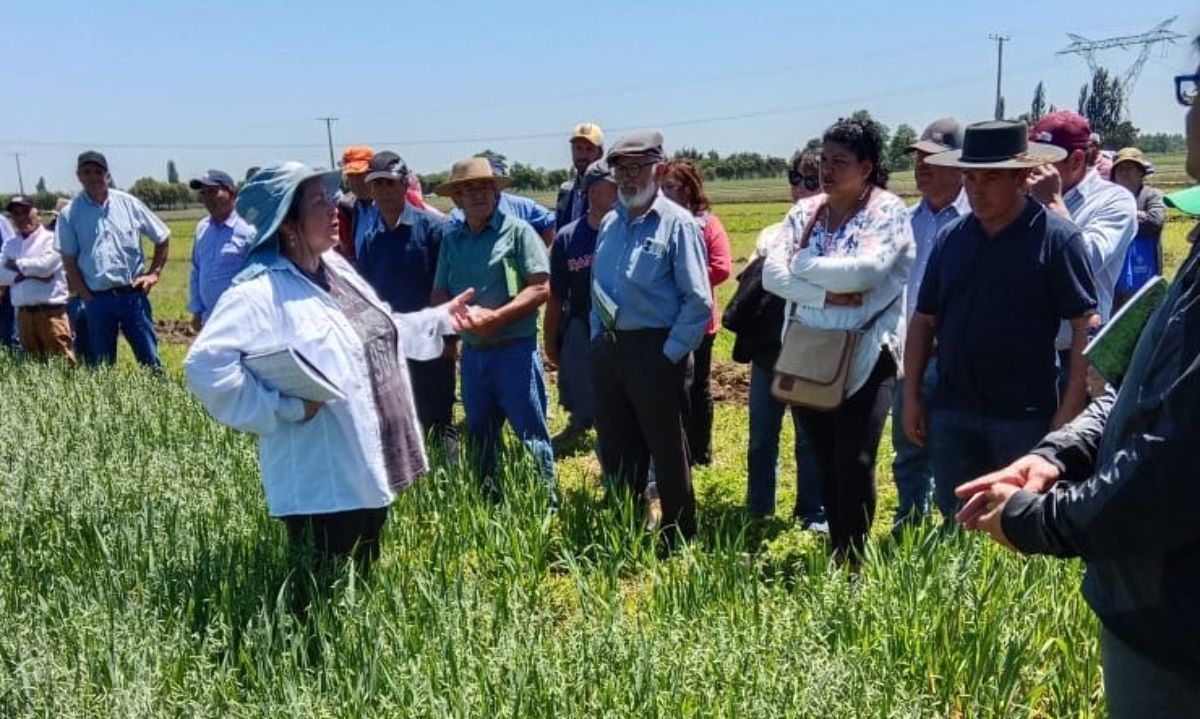 Nueva variedad de alfalfa revolucionará la ganadería del centro-sur de Chile 