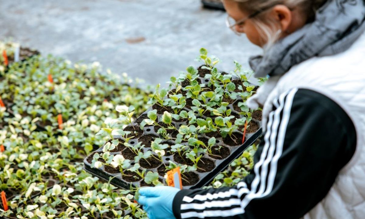 KWS Lidera el cambio en la innovación global de la mejora genética del Raps