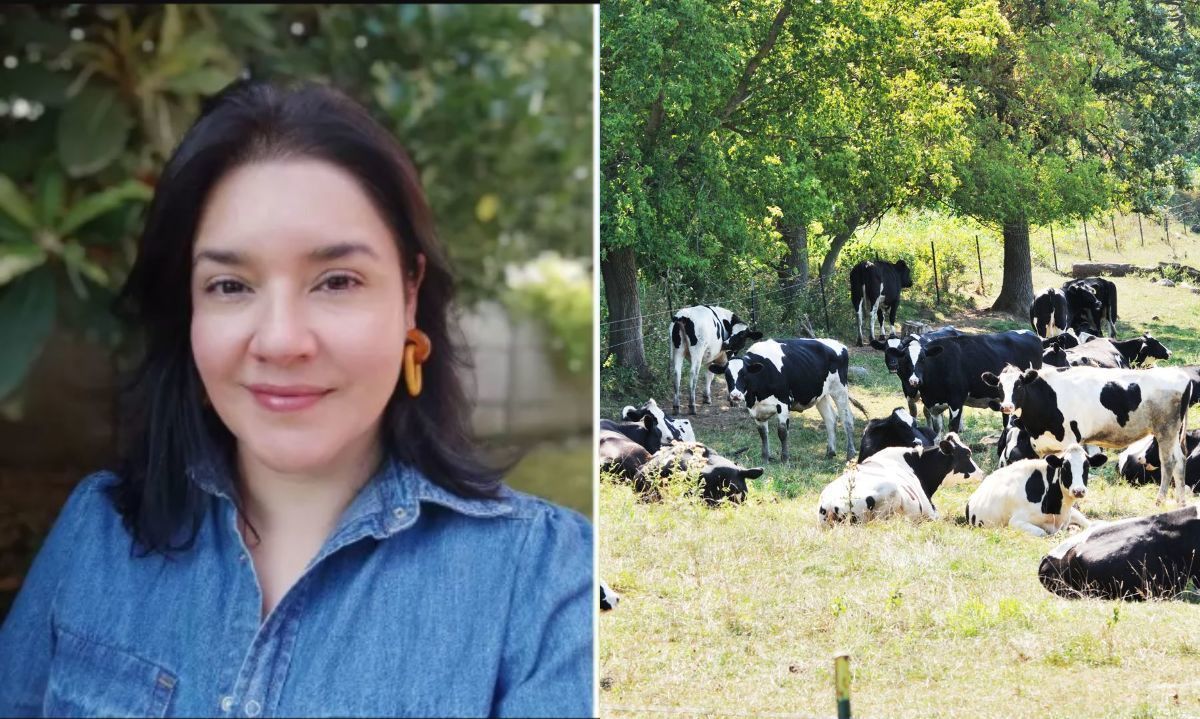 Desde el Consorcio Lechero alertan sobre cuidados de las vacas ante altas temperaturas