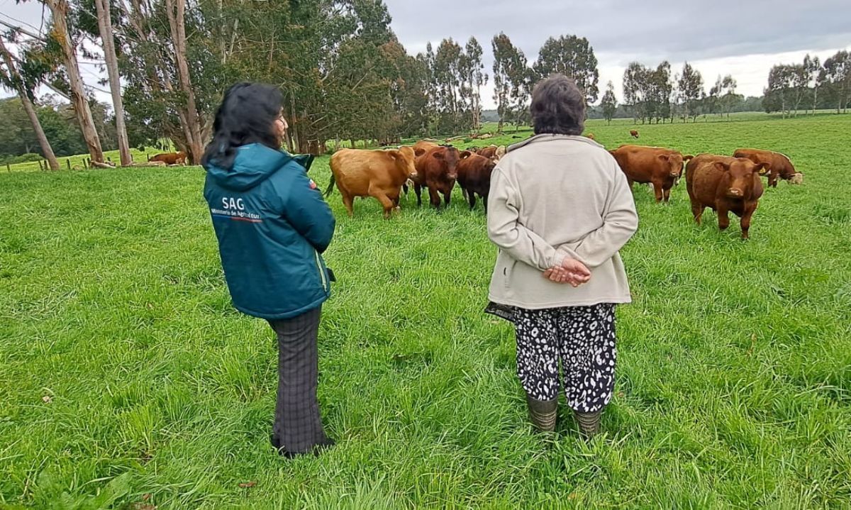 Declaración de Existencia Animal del SAG ahora podrá realizarse durante todo el año
