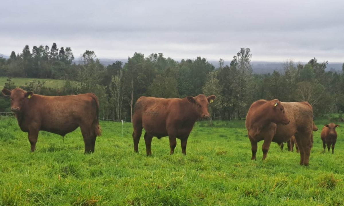 Envíos de lácteos desde Alemania a Chile se encuentran suspendidos por brote de fiebre aftosa