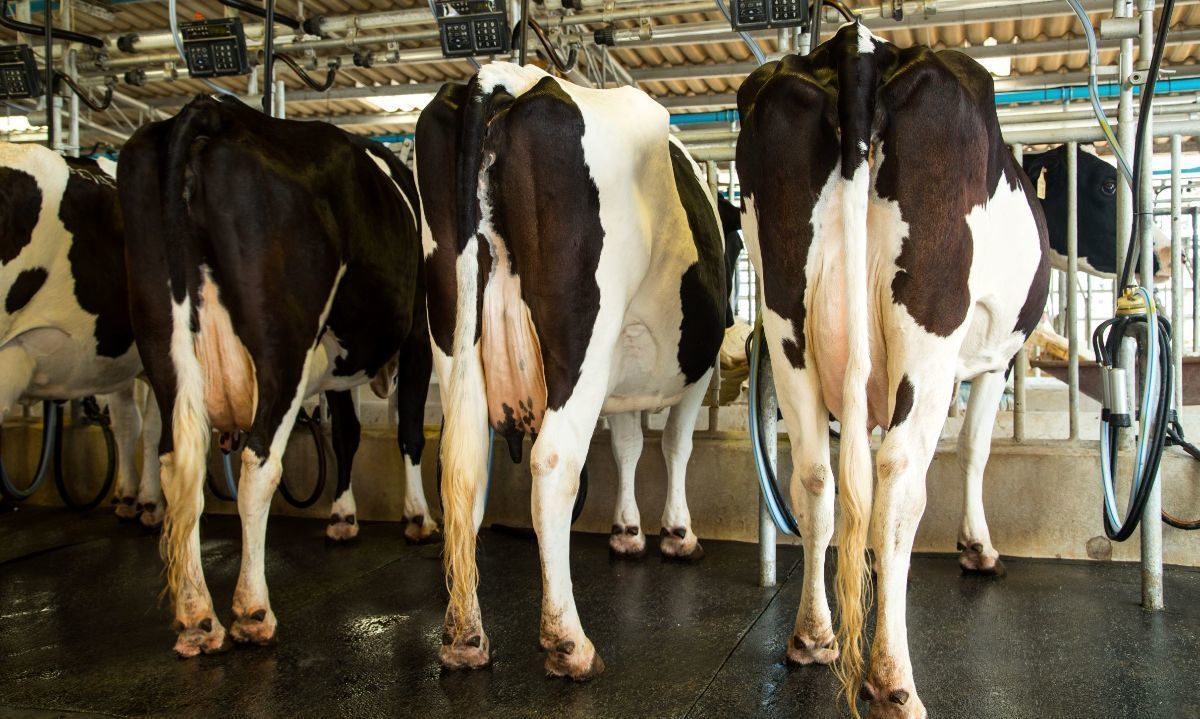 Recepción de leche en la UE subió 0.4% según último informe internacional