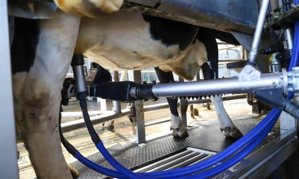 Cada día hay más productores que invierten en lecherías de ordeño voluntario o robotizadas, Créditos: Cedida.