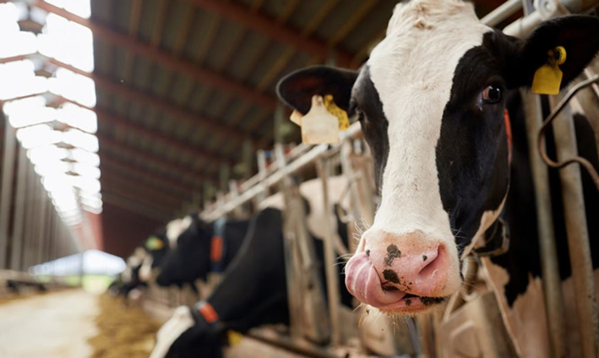 En 2025 la producción mundial de leche crecerá 0,8 %: Rabobank
