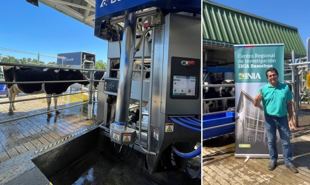 Especialista de INIA explica cómo  mejorar el bienestar animal y manejar el estrés calórico