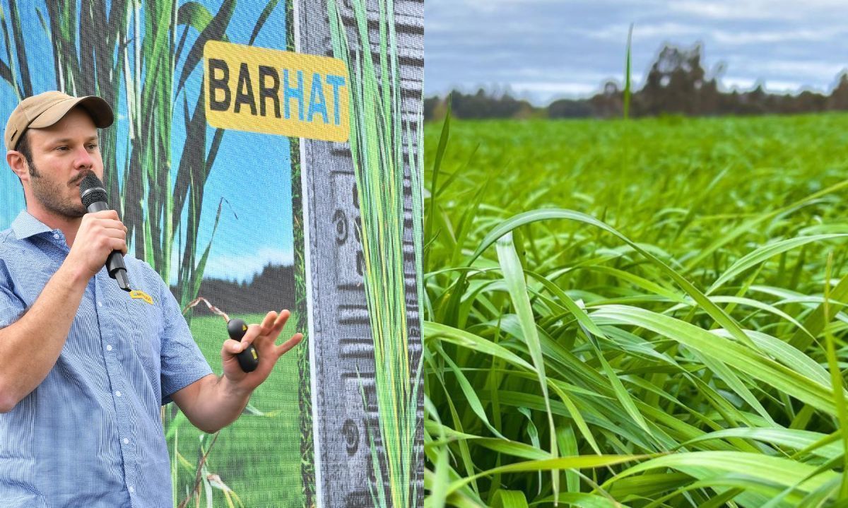 Destacan a BarHat como un excelente cultivo inter maíz 