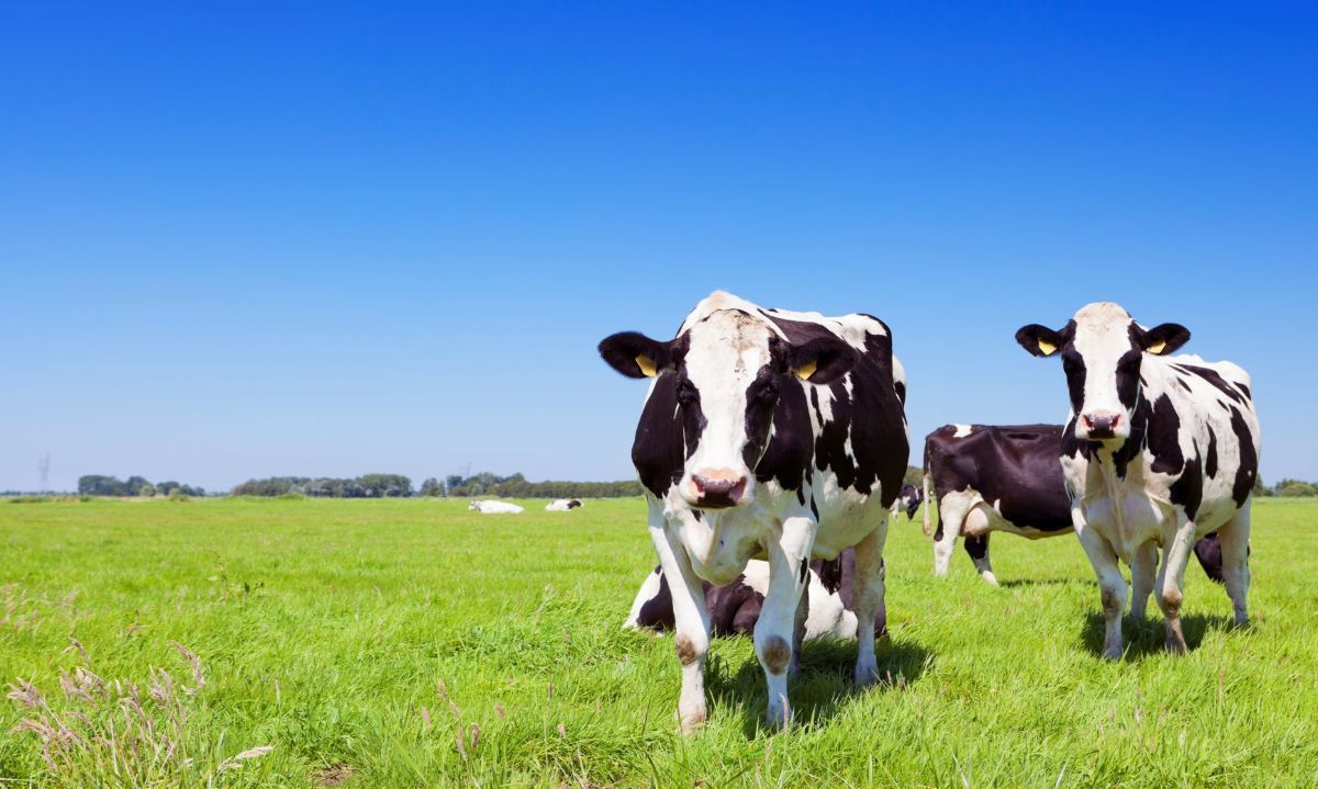 Invitan a charla sobre "Emisiones y Gases de Efecto Invernadero (GEI) en producción de carne" 