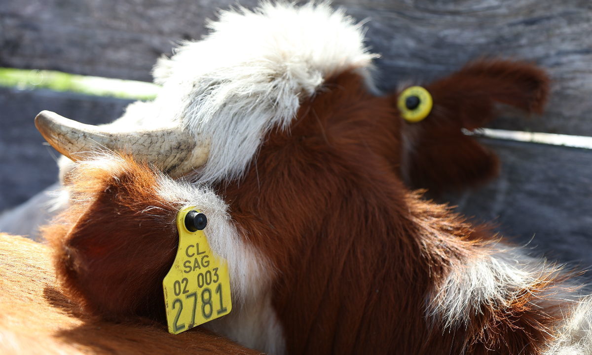 Si compras DIIO o aretes para tus animales, no olvides tu Declaración de Existencia Animal