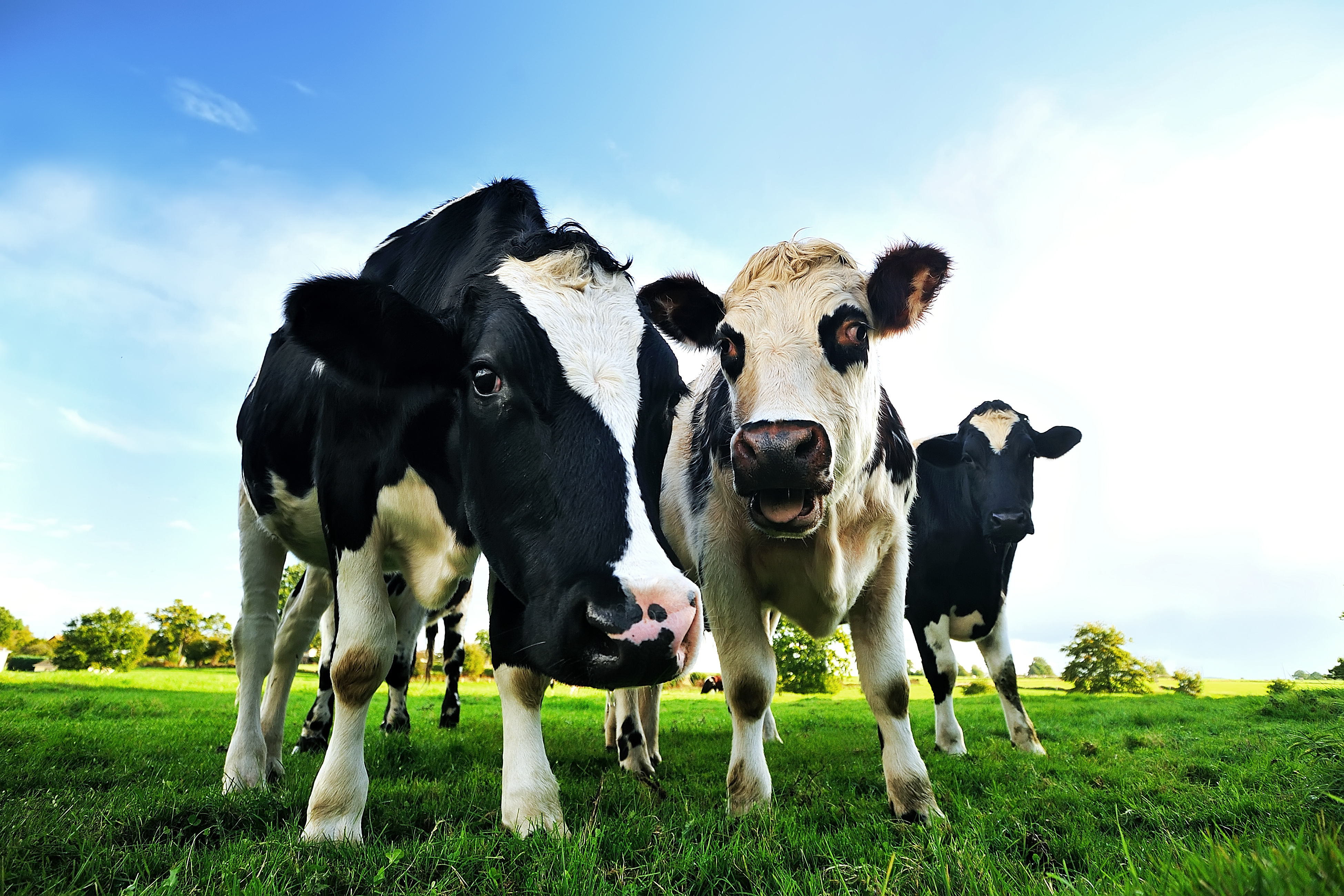 A septiembre, el precio de la leche cruda registra un alza de 5,3% a nivel nacional