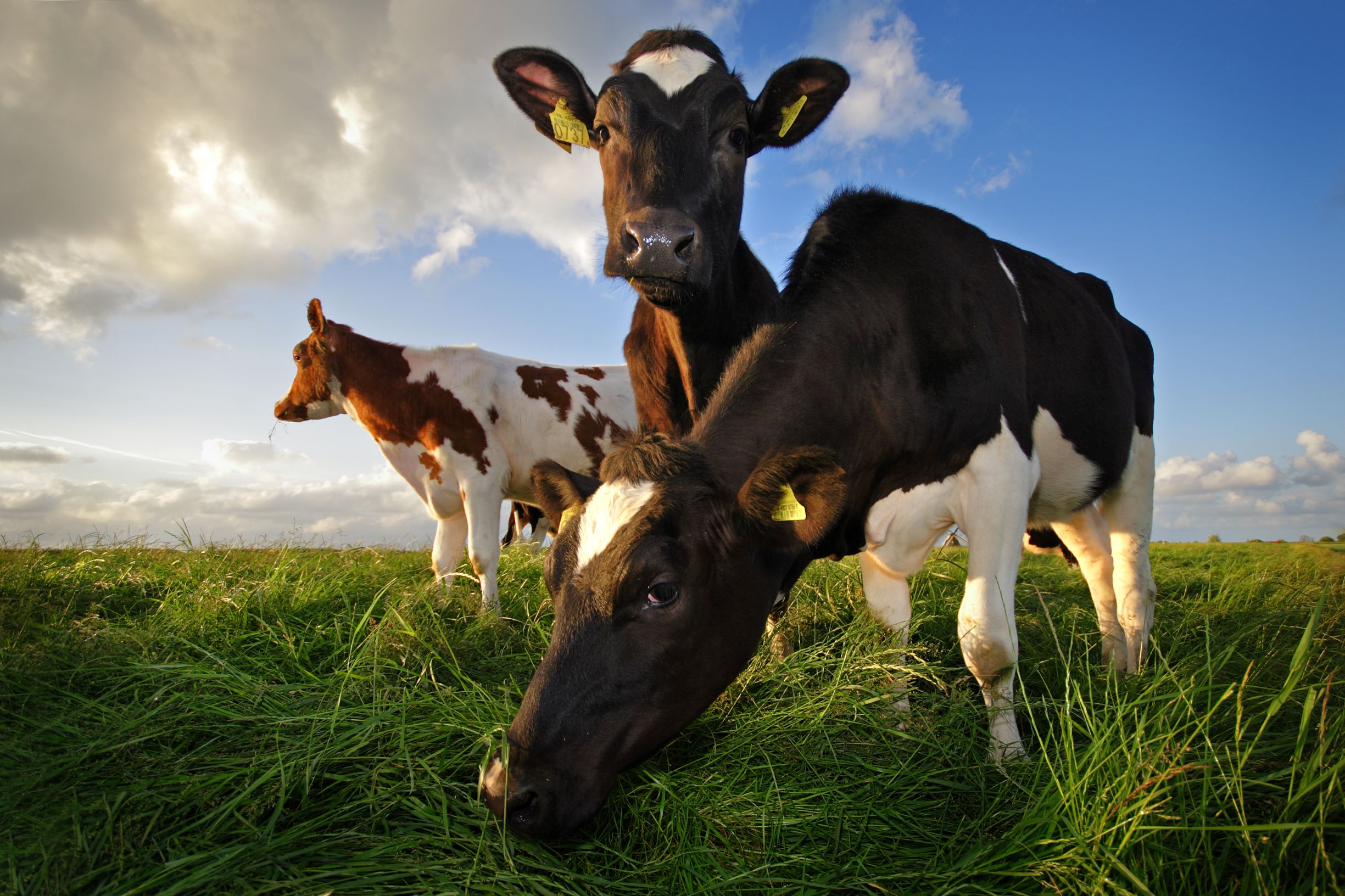 Situación regional en producción de leche con resultado mixto entre enero -julio