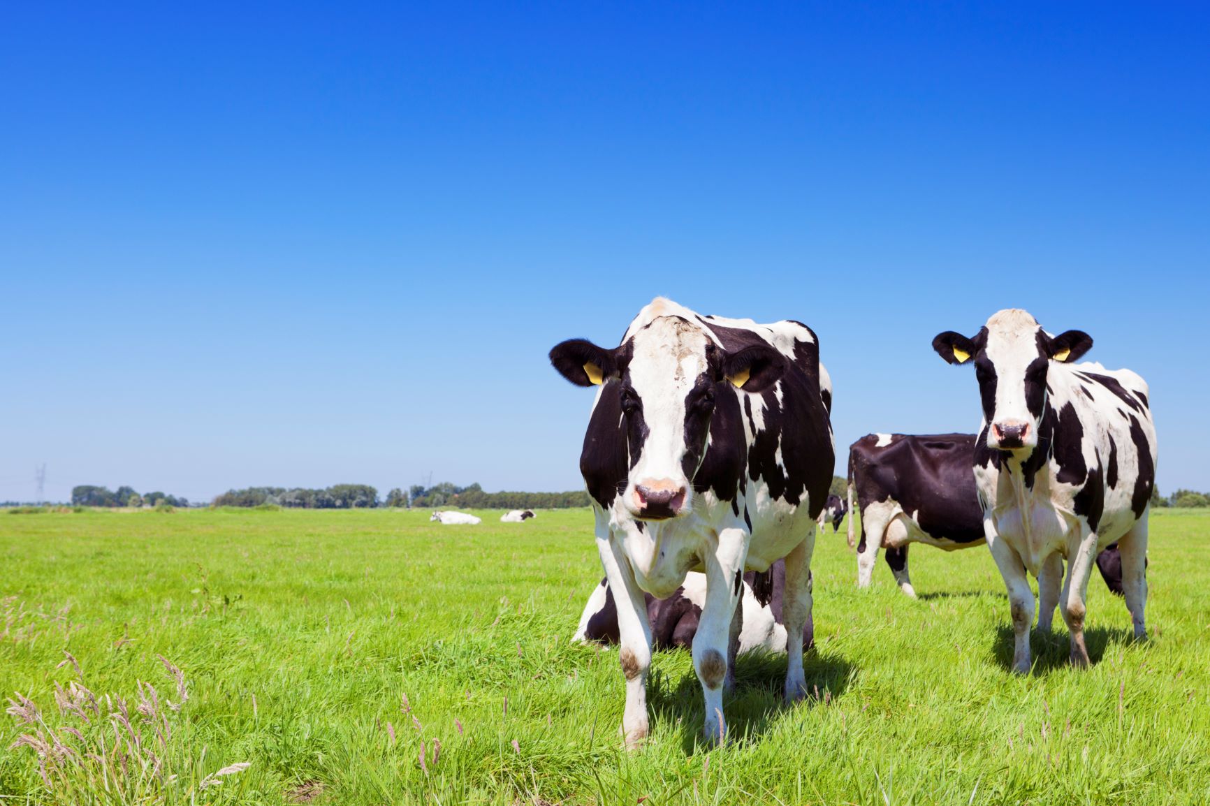 Net Zero, la iniciativa de la industria láctea de EE.UU. para demostrar que pueden ser carbono neutral