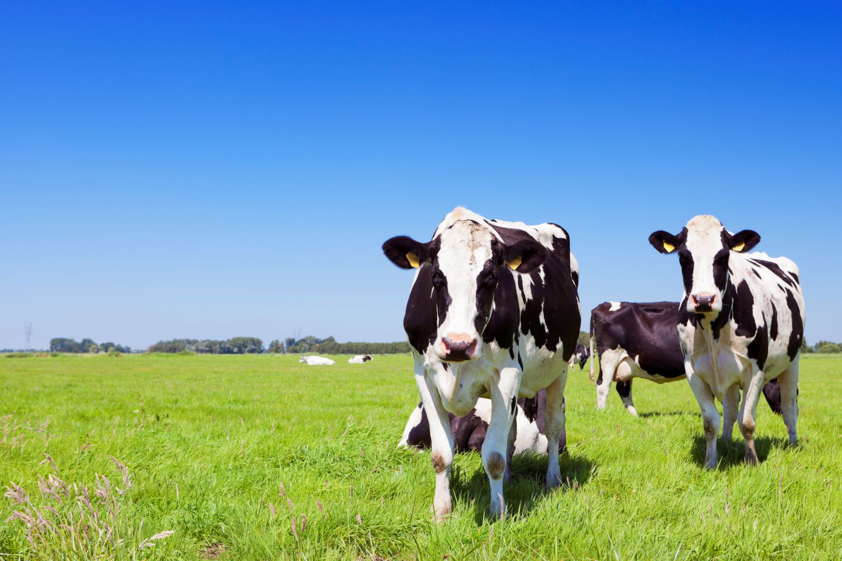 La producción de leche en Europa a julio cae un 0,1% en relación a la campaña previa