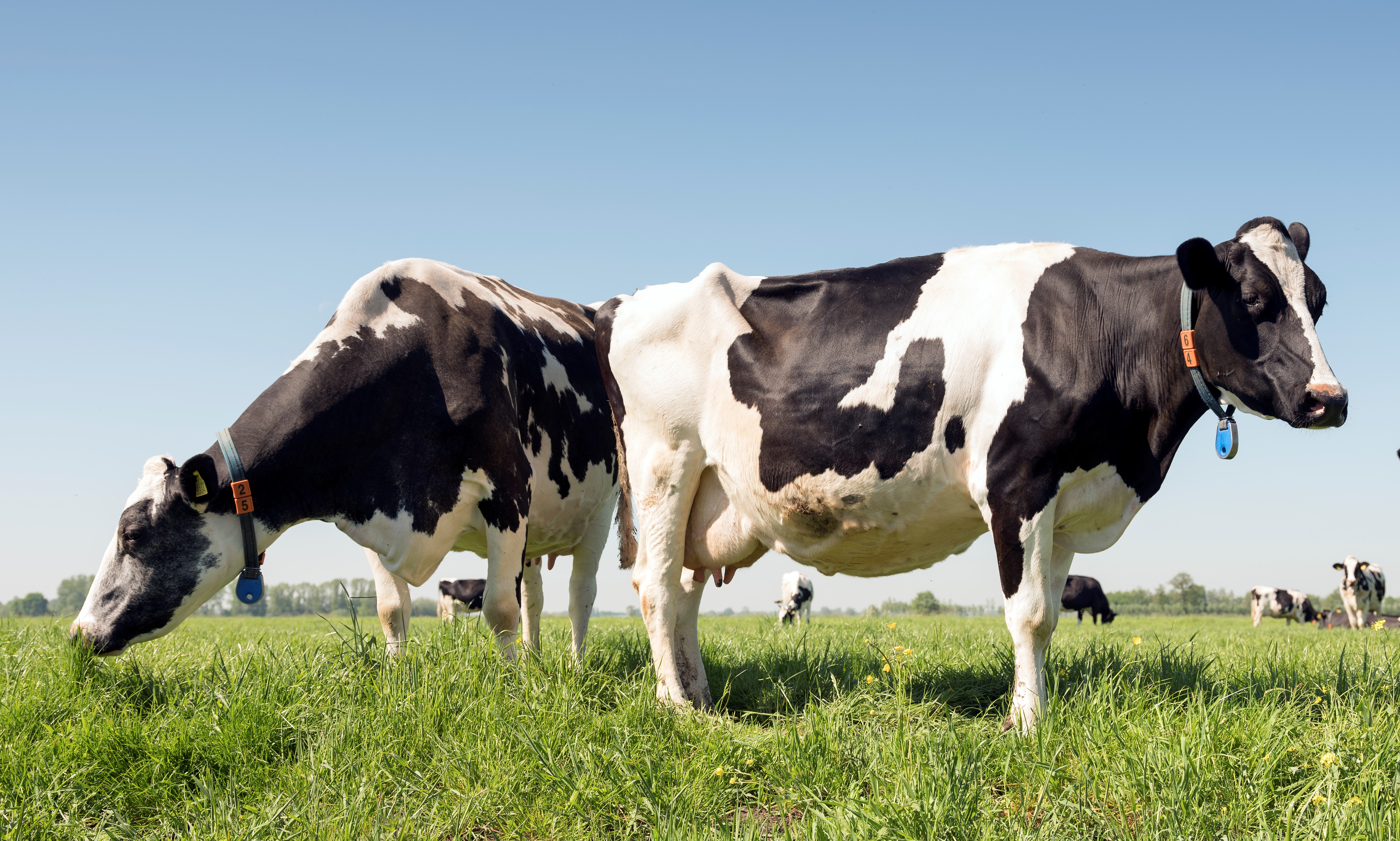 Fedeleche aborda situación de costos y pone nota de alerta por reducción del margen de maniobra de los productores lecheros