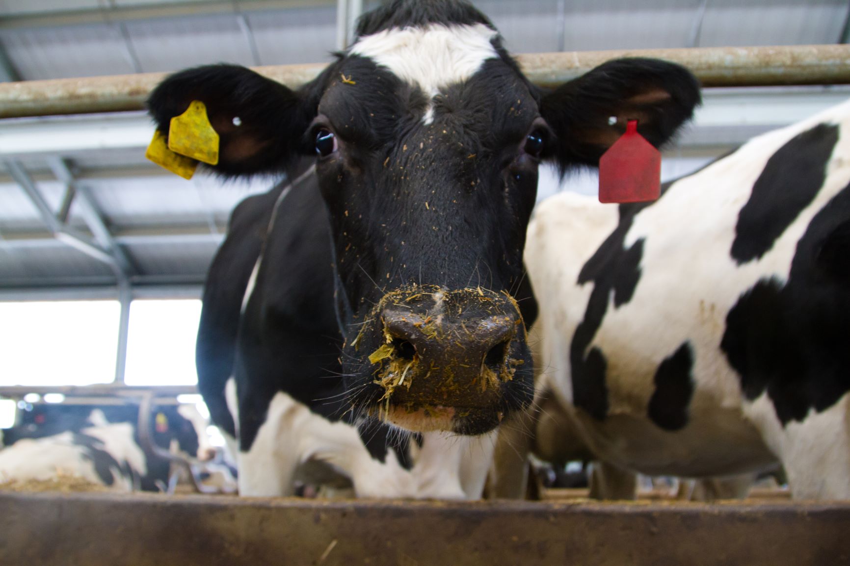 El número de vacas lecheras sigue disminuyendo en Estados Unidos