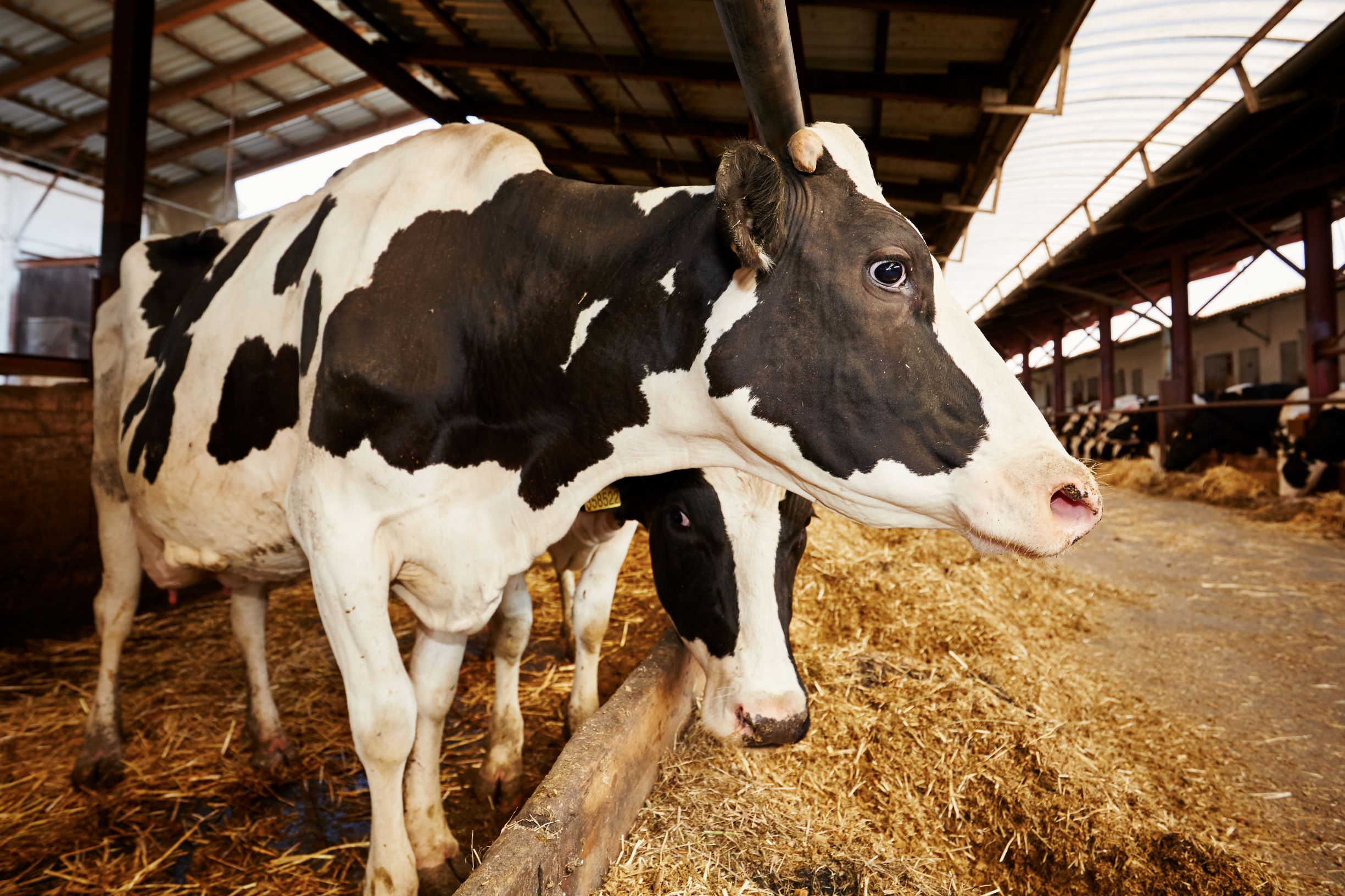 Nueva investigación revela que la harina de canola mejora la huella ambiental de la producción de leche