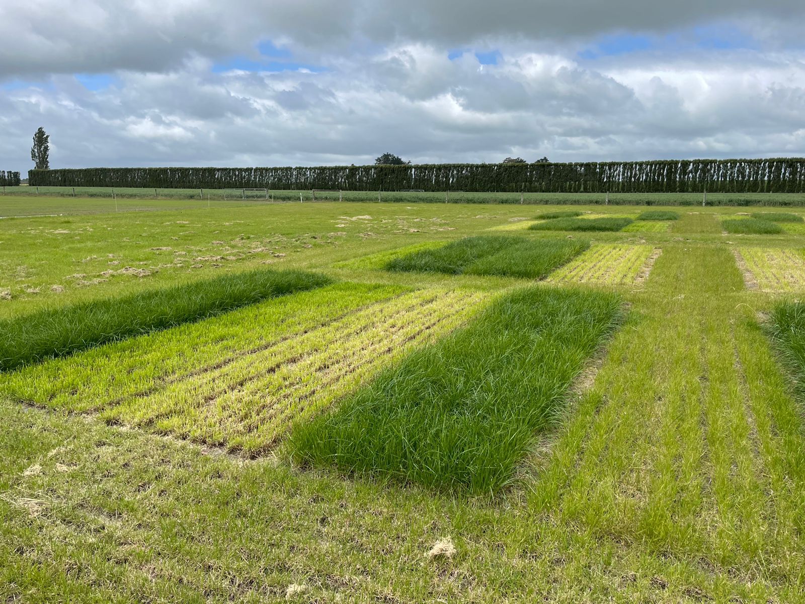 Un campo verde

Descripción generada automáticamente