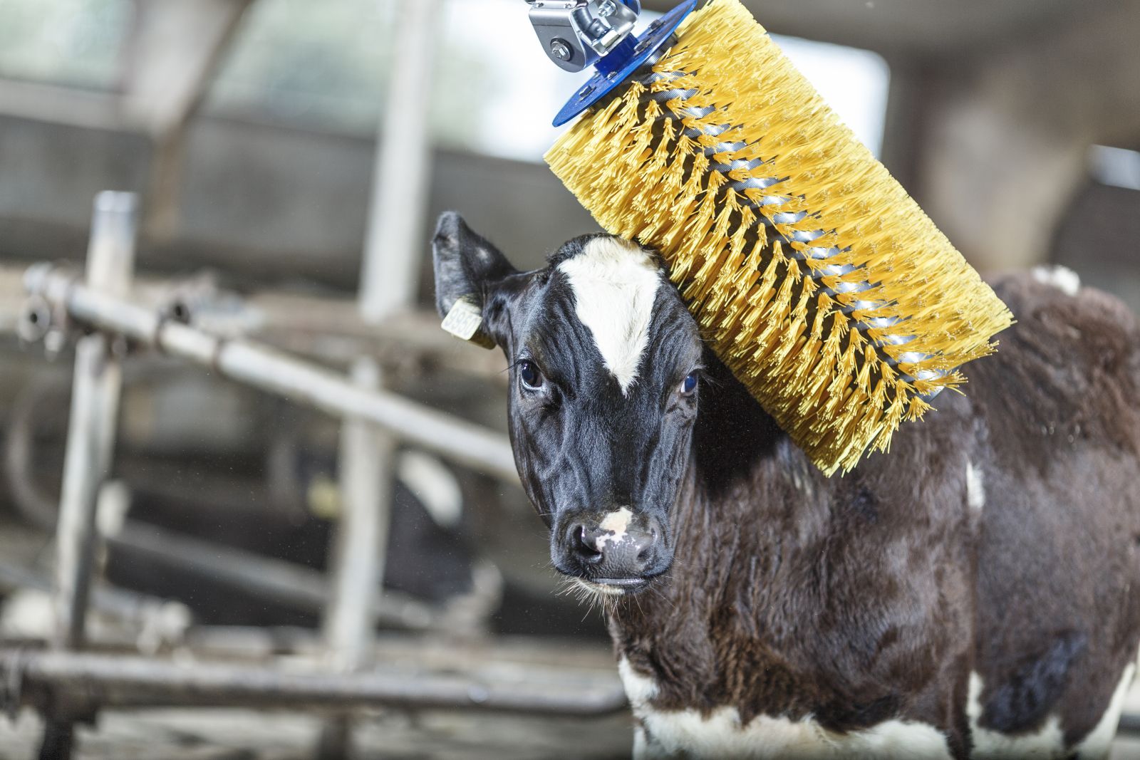 Una vaca parada junto a cerca de metal

Descripción generada automáticamente con confianza media